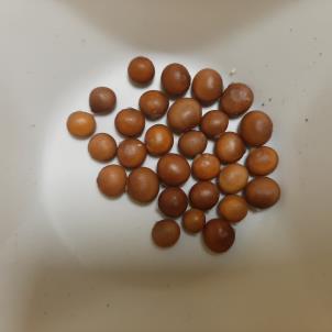 column SEED
