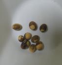 SEED