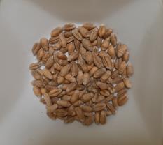 Click for 1 image(s) for this accession. SEED