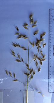 Panicle