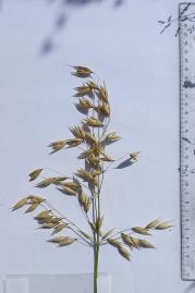 Panicle