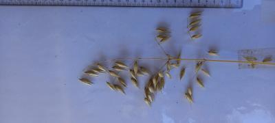 Panicle