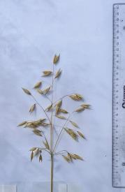 Panicle