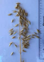 Panicle