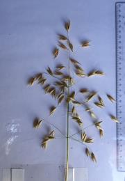 Panicle