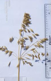 Panicle