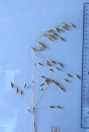 Panicle