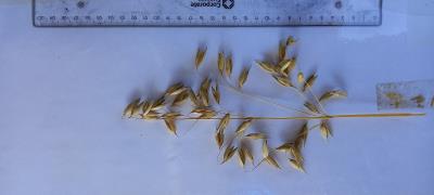 Panicle