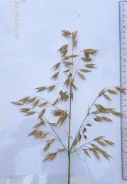 Panicle