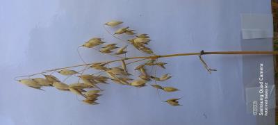 Panicle