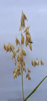 Panicle