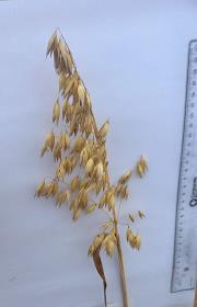 Panicle