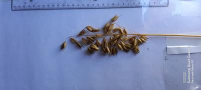 column Panicle