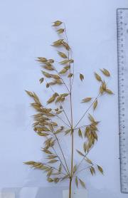 Panicle