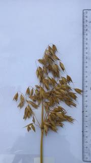 Panicle