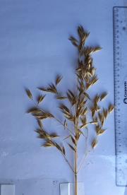 Panicle