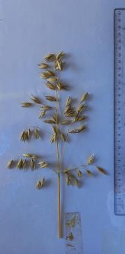 Panicle