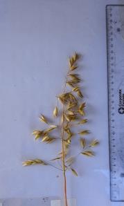 Panicle