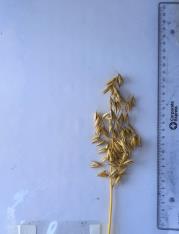 column Panicle