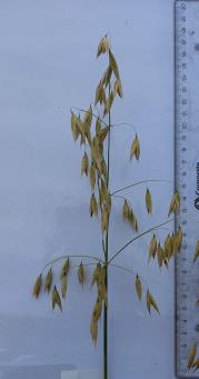 Panicle