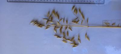 Panicle