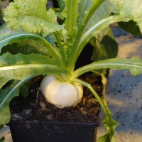 column Greenhouse