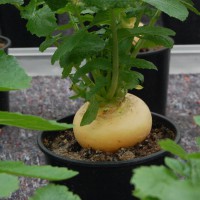 column Greenhouse