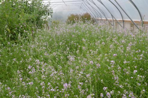 column Greenhouse