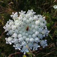 column Flower