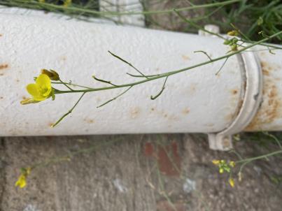 column PLANT