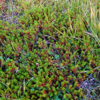 Click for 1 image(s) for this accession. Image