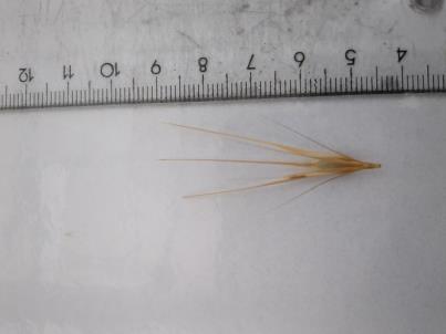 column Spikelet