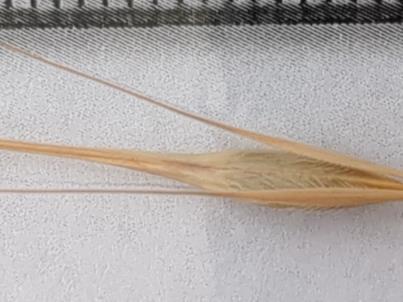 column Spikelet