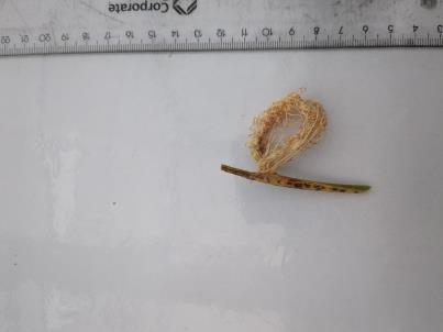 column SPIKE