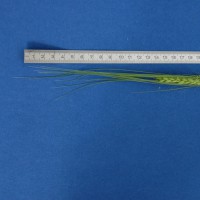 Click for 5 image(s) for this accession. Image
