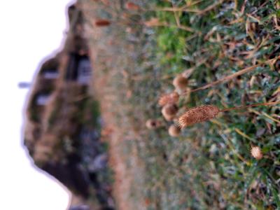 column PLANT
