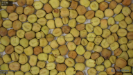 column Seed
