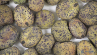 column seed
