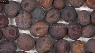 column seed