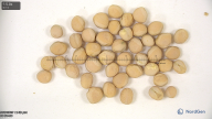 seed