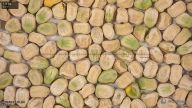 seed