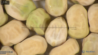 column seed