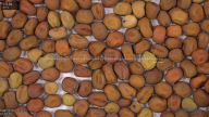 seed
