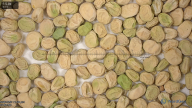 seed