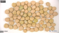 seed