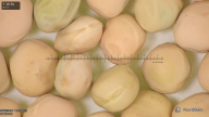 column seed