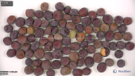 seed