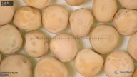 column seed