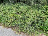 column PLANT