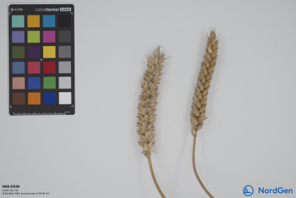 Click for 2 image(s) for this accession. SPIKE